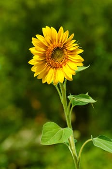 One yellow sunflower on a green background