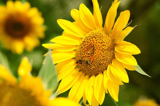 The yellow sunflower is pollinated by bees