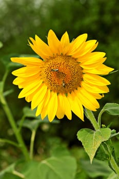 The yellow sunflower is pollinated by bees