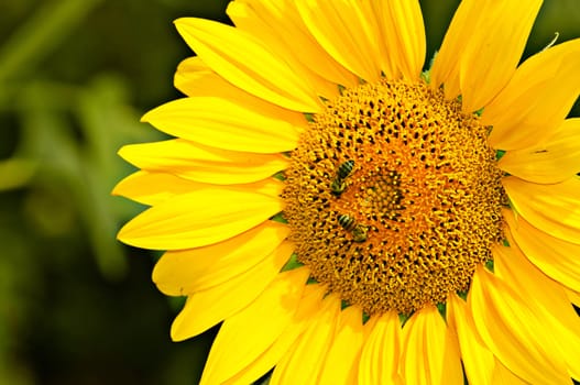 The Yellow sunflower is pollinated by bees