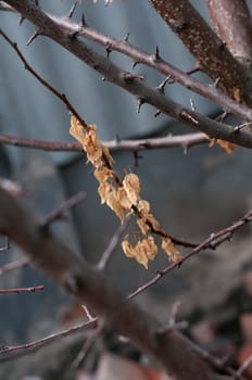 The dried up tree because of summer heat
