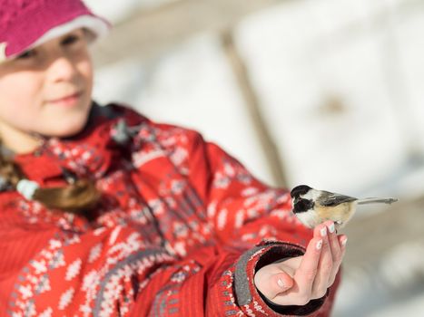 Girl hand-feeding a black-caped chickadee