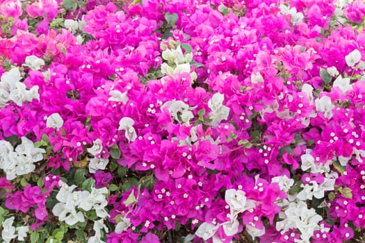 Tiny white bougainvillea flowers with pink and white bracts (family of nyctaginaceae).