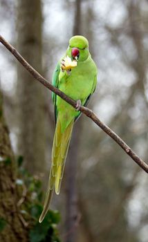 Collared parakeet eating a small end of apple, forest in France