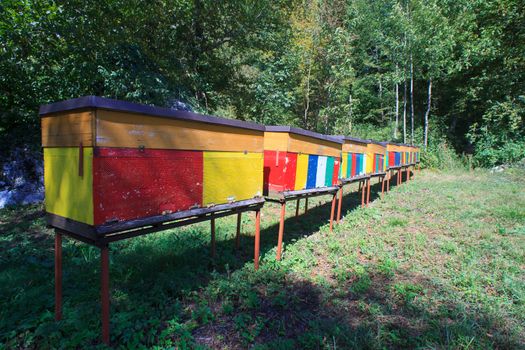 View of Rural wooden beehives on meadow