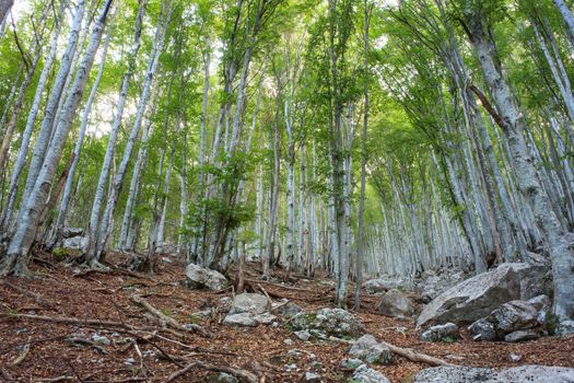 View of a beech forest in the summer season - Slovenia