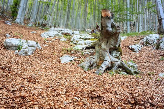 View of a beech forest in the summer season - Slovenia