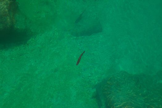 Trouts underwater in the Soca river, Slovenia