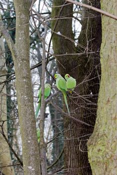 Collared parakeets between trees, forest of France