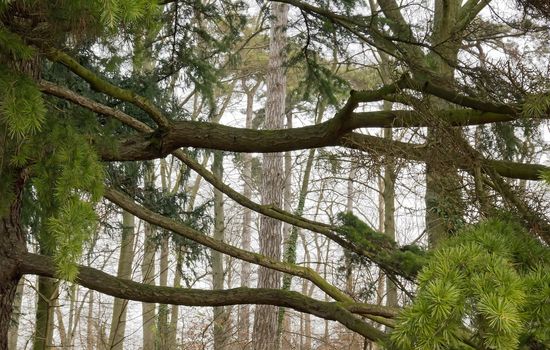 The hidden tree, the horizontality opposite to verticality