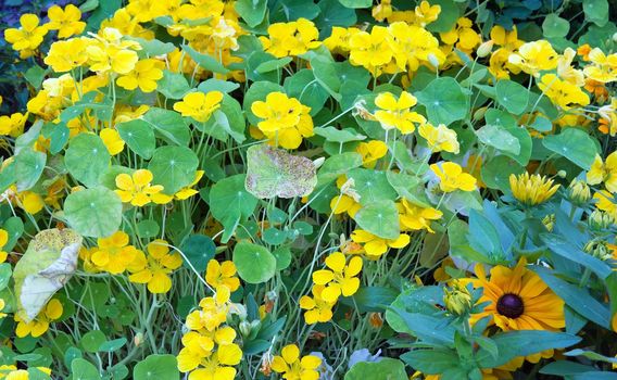 yellow nasturtiums, park in summer