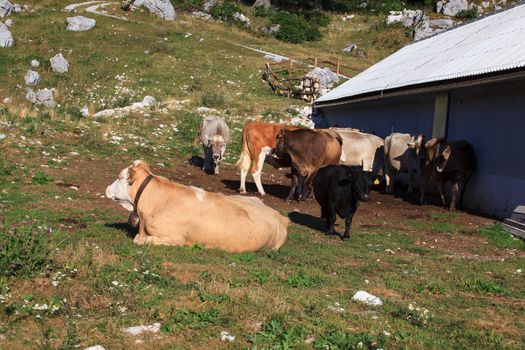Cow grazing in the meatdown