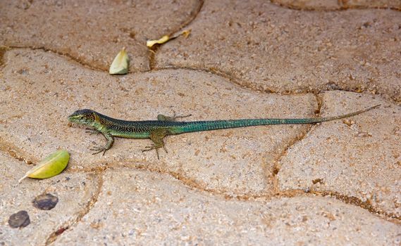 A green lizard, the island of Madeira