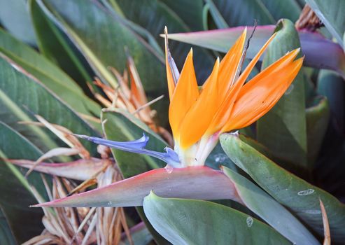 Exotic flower, estrelizia, island of Madeira