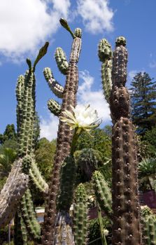 Cactus in flower  island of Madeira