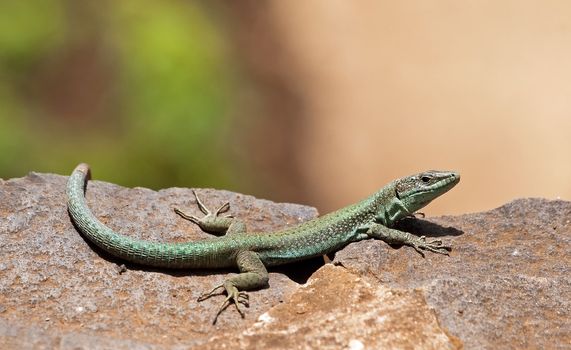 Green lizard in the sun, the island of Madeira