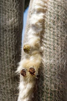 Flower of cactus in its soft vegetable fiber  island of Madeira