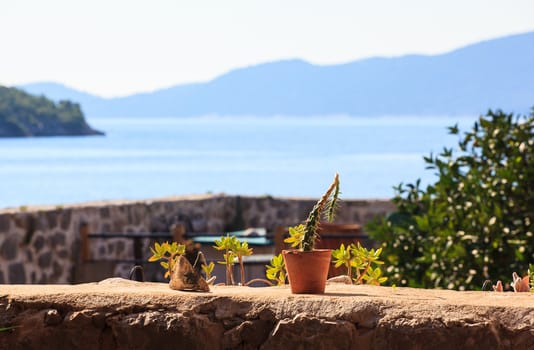 Plants in the pots, Brsecine in Croatia