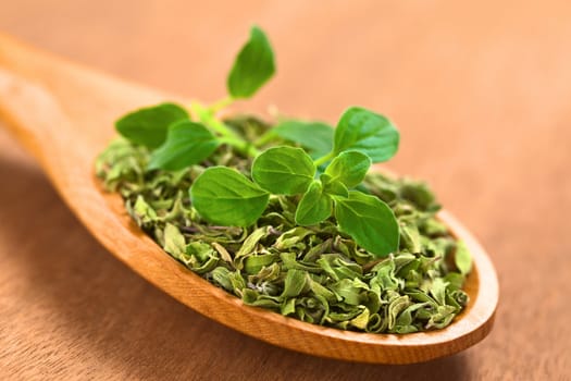 Dried oregano leaves on wooden spoon with a fresh oregano sprig on top (Selective Focus, Focus on the front leaves of the oregano sprig)