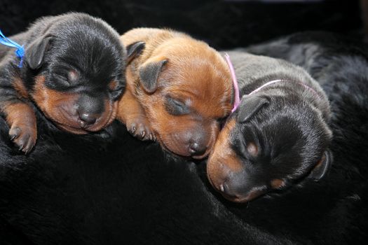 The Miniature Pinscher puppies, 5 days old