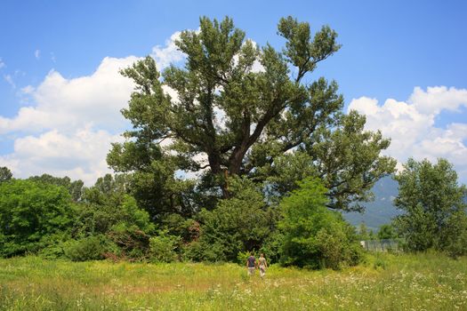 Lovers go to the Big beech tree, Slovenia countryside