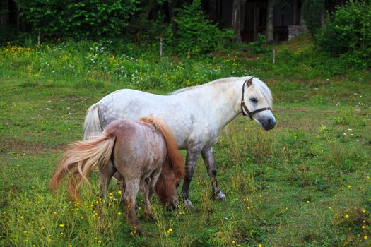 Two Ponies grazing - Nanos mountain, Slovenia