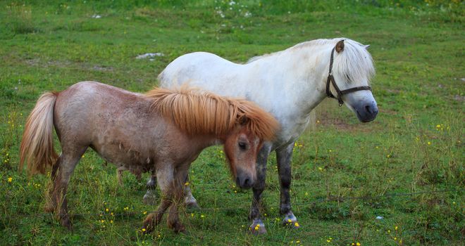 Two Ponies grazing - Nanos mountain, Slovenia
