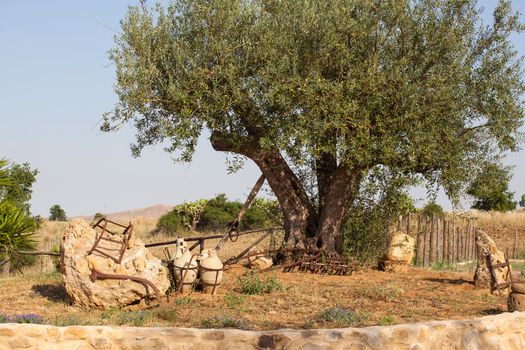 Olive tree in Leonforte - Sicilian countryside