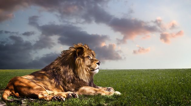 Powerful Lion resting at sunset. The power of nature.