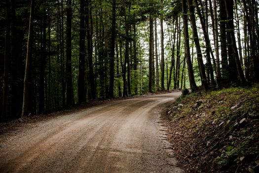 Road and trees in the forest of Nanos mountain, Slovenia
