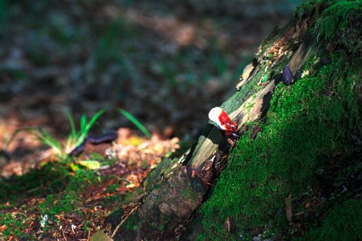 Photo of a Lingzhi mushroom or reishi mushroom - ganoderma lucidum