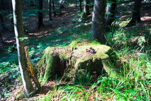 Photo of a Lingzhi mushroom or reishi mushroom - ganoderma lucidum