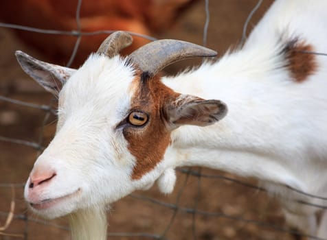 A nice young Goat behind the wire mesh