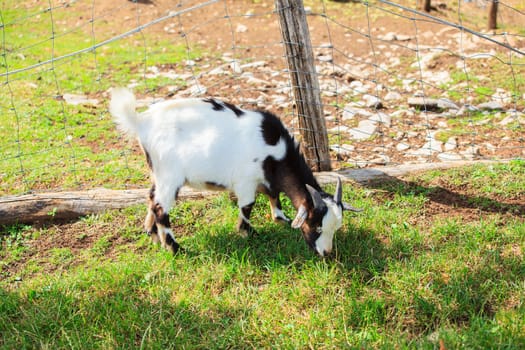A nice Goat grazing in the field