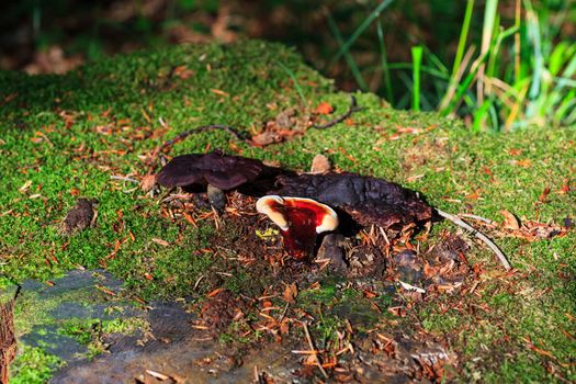 Photo of a Lingzhi mushroom or reishi mushroom - ganoderma lucidum