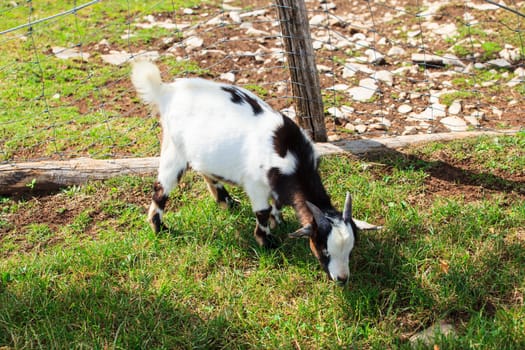 A nice Goat grazing in the field