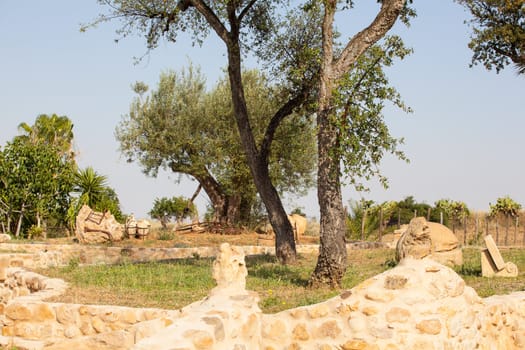 Olive tree in Leonforte - Sicilian countryside