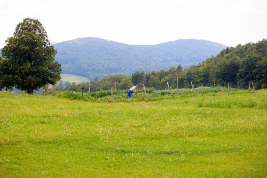 Cultivating the land, Nanos mountain - Slovenia