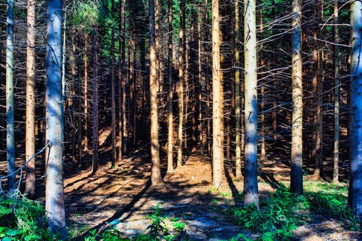 Trees in the forest of Nanos mountain, Slovenia