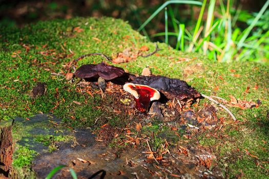 Photo of a Lingzhi mushroom or reishi mushroom - ganoderma lucidum
