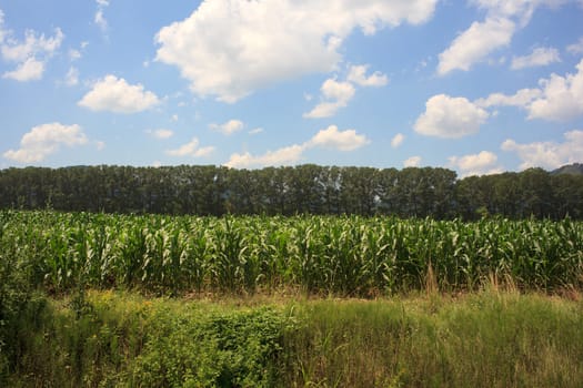Photo of corn plants on a farmland