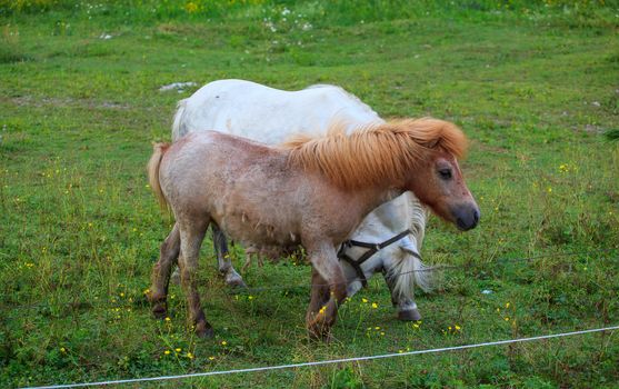 Two Ponies grazing - Nanos mountain, Slovenia