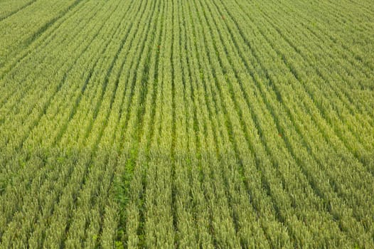View of Wheat field, Isola della cona