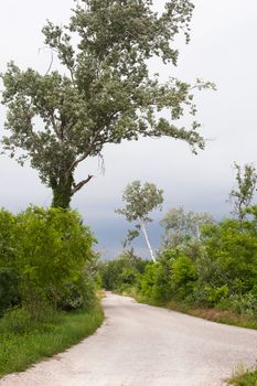 Road in the countryside, Isola della cona - Friuli venezia Giulia