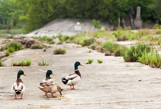 Ducks in the Isola della cona, Nature reserve in Friuli Venezia giulia