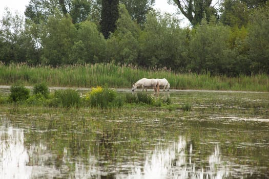 Camargue horses in a swamp - Isola della cona
