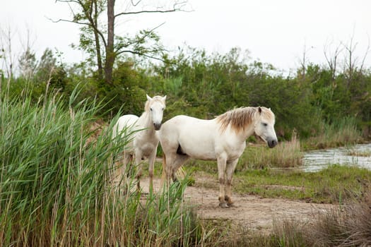 Camargue horses in a swamp - Isola della cona
