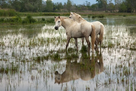 Camargue horses in a swamp - Isola della cona