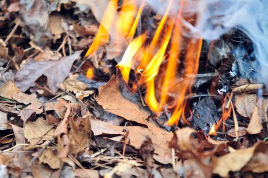 leaves burning hazard