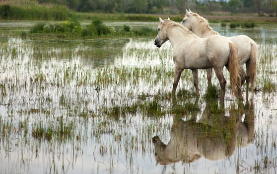 Camargue horses in a swamp - Isola della cona